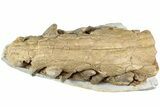 Fossil Primitive Whale (Pappocetus) Front Jaws #234637-10